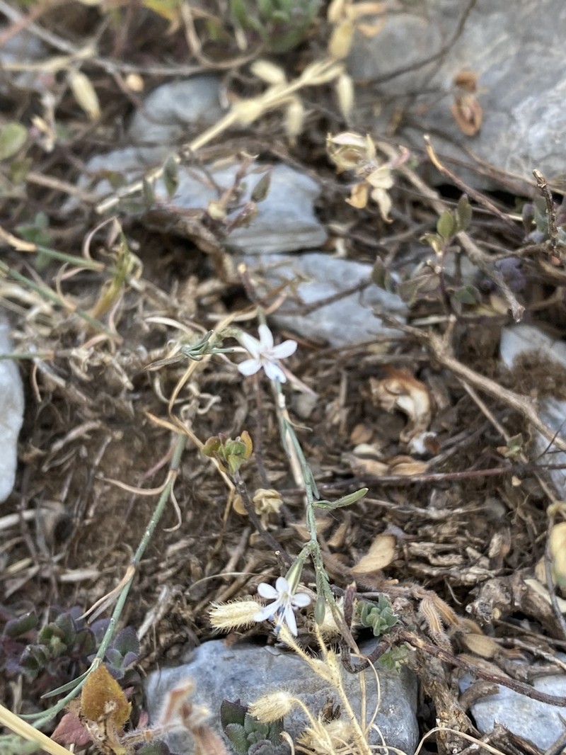Petrorhagia ochroleuca