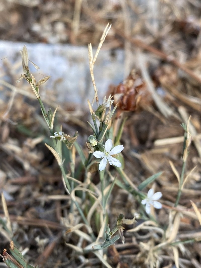 Petrorhagia ochroleuca photo 2
