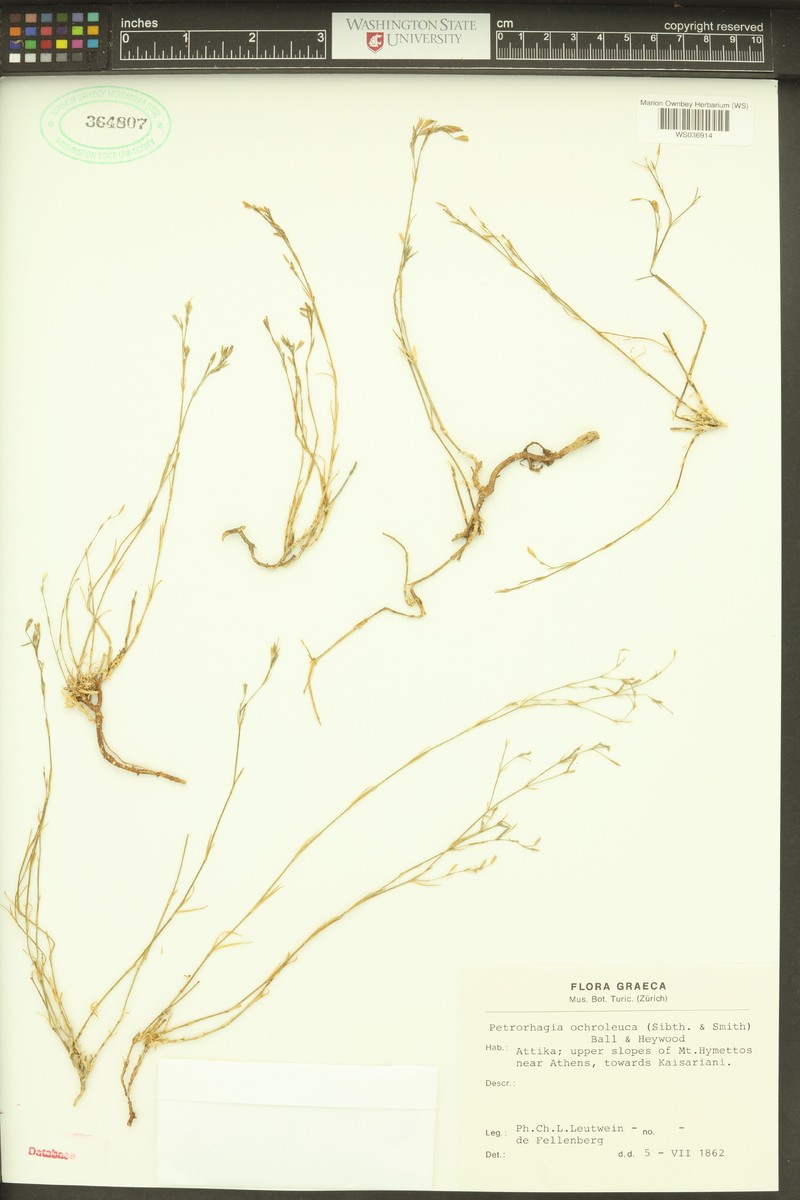 Petrorhagia ochroleuca photo 3