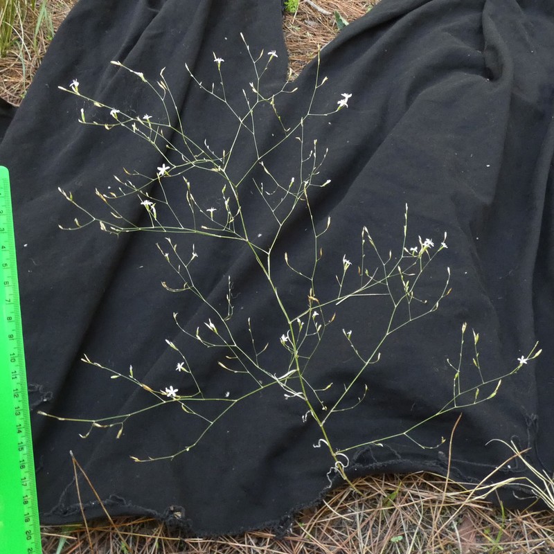 Petrorhagia pamphylica