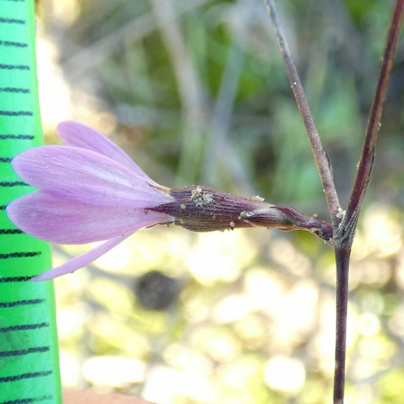 Petrorhagia pamphylica photo 2