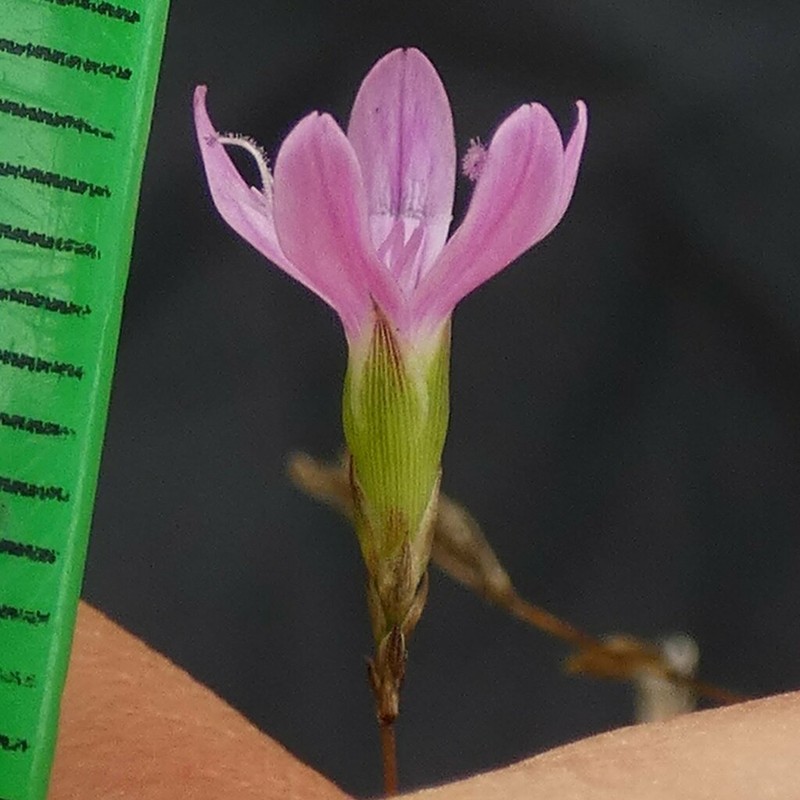 Petrorhagia pamphylica photo 3