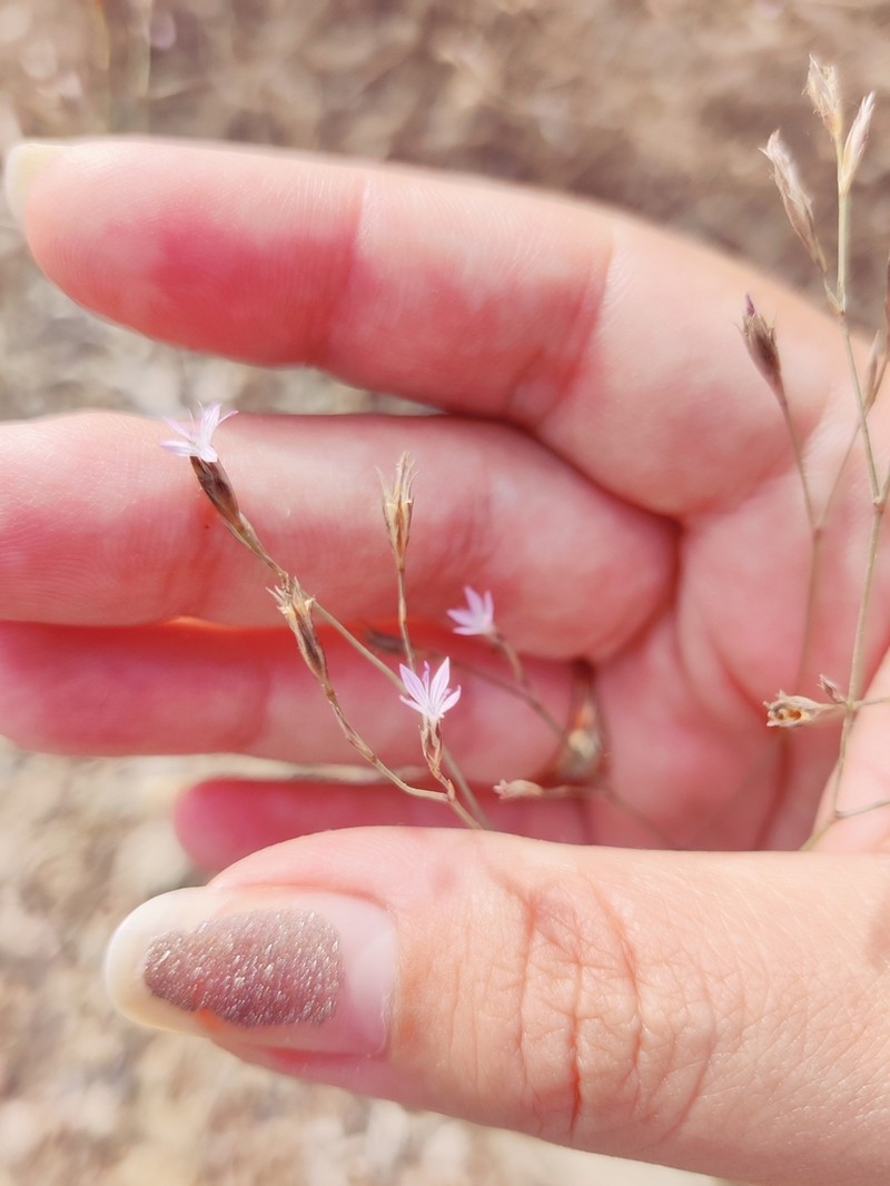 Petrorhagia pamphylica photo 4