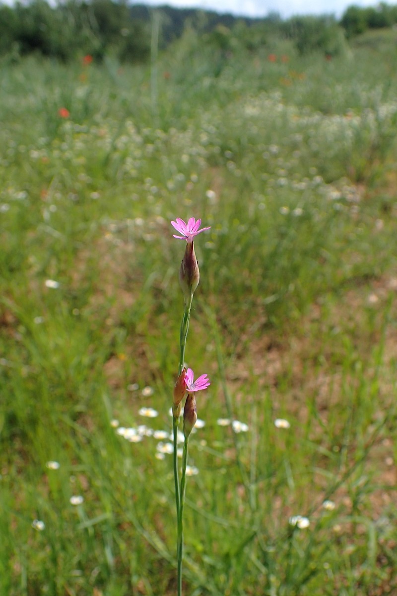 Childing Pink photo 3