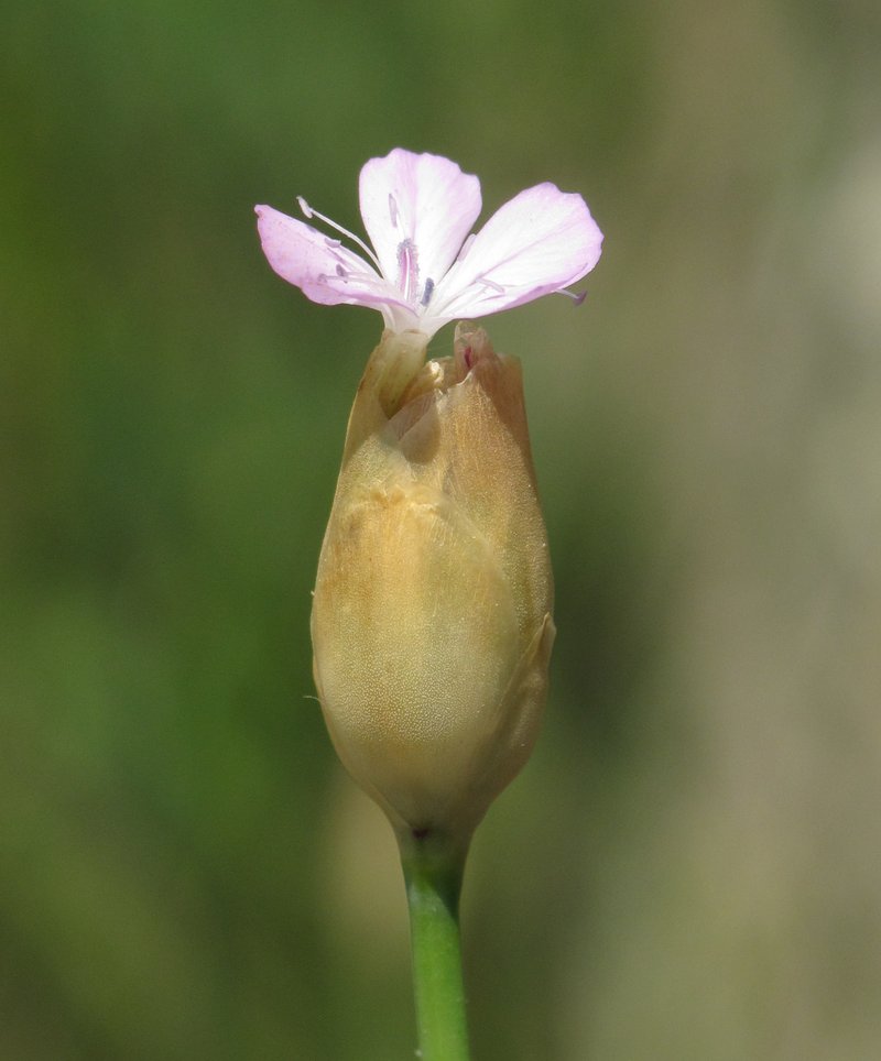 Childing Pink photo 8