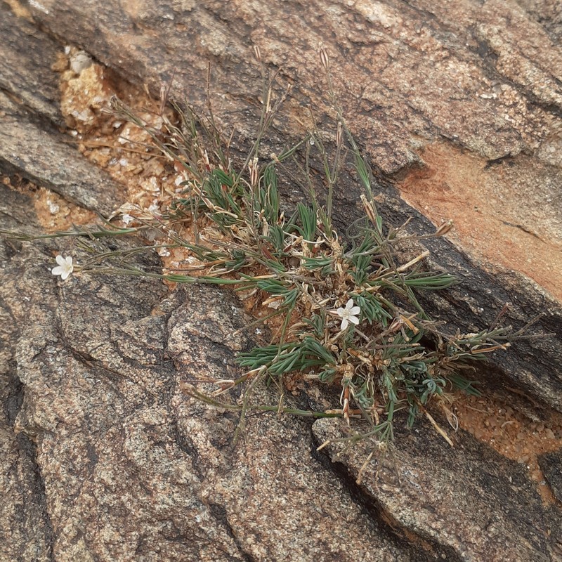 Petrorhagia rhiphaea photo 2