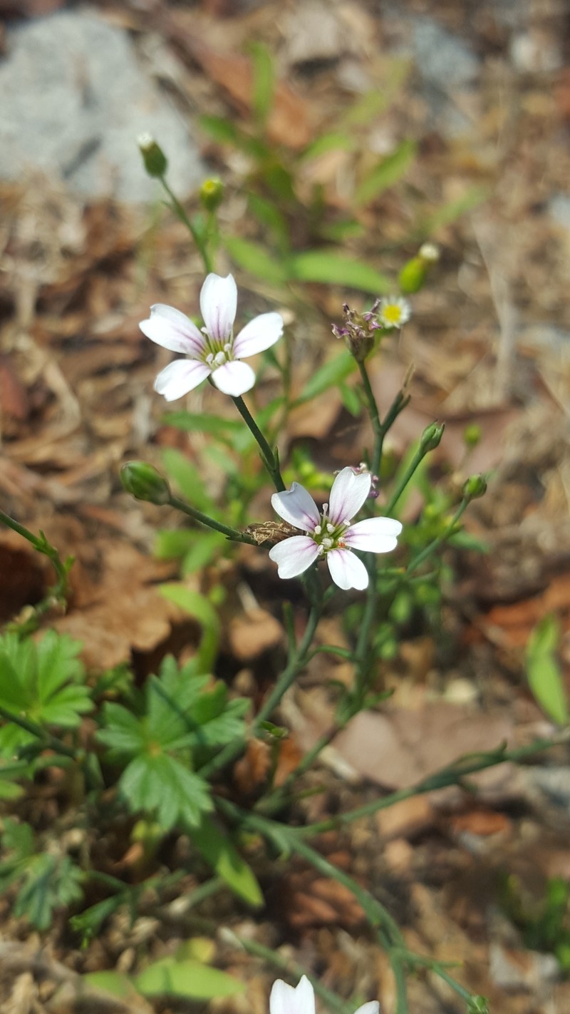 Saxifrage Pink photo 2