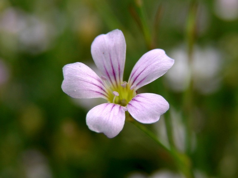 Saxifrage Pink