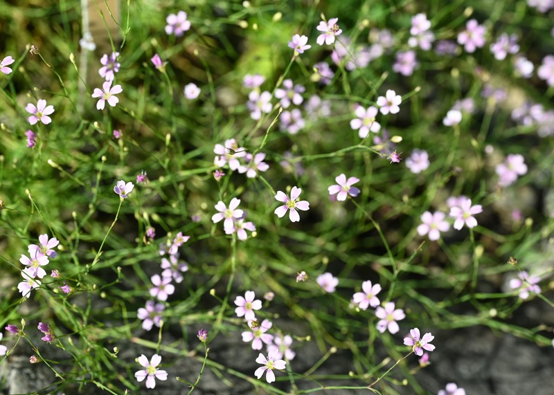 Saxifrage Pink photo 3
