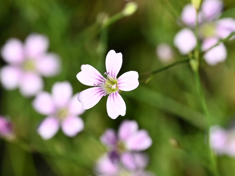 Saxifrage Pink photo 4