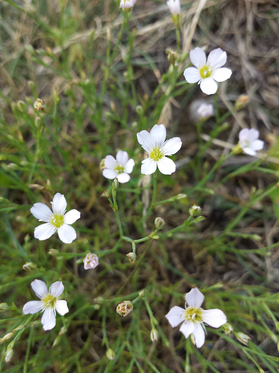 Saxifrage Pink photo 7