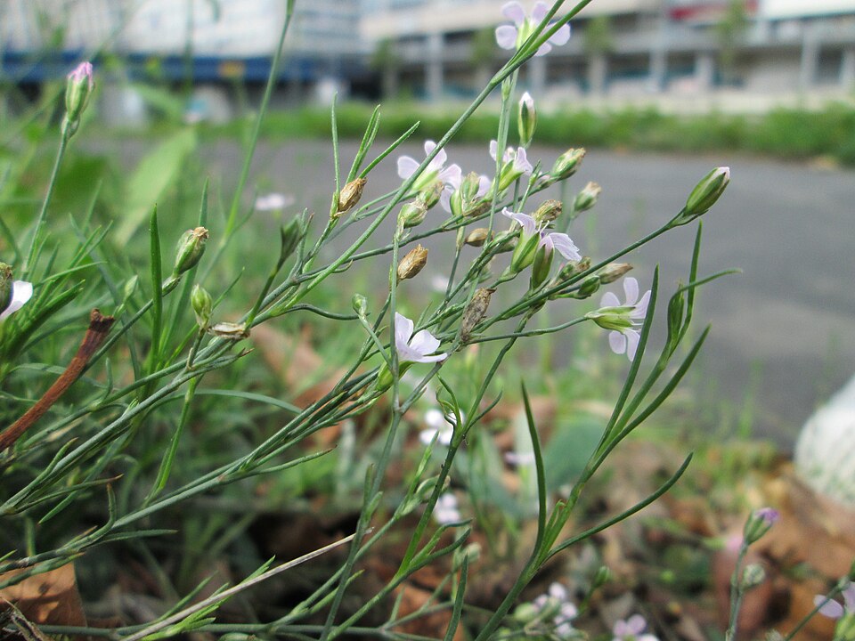 Saxifrage Pink photo 8