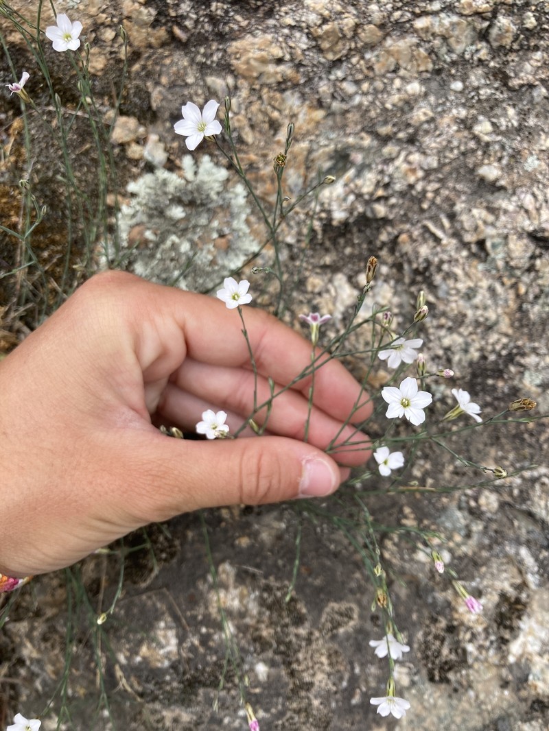 Petrorhagia saxifraga subsp. gasparrinii