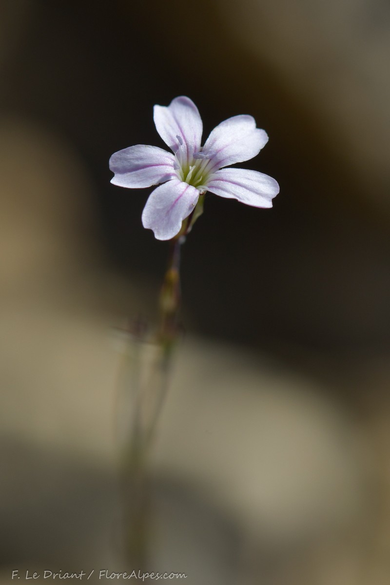 Petrorhagia saxifraga subsp. gasparrinii photo 2