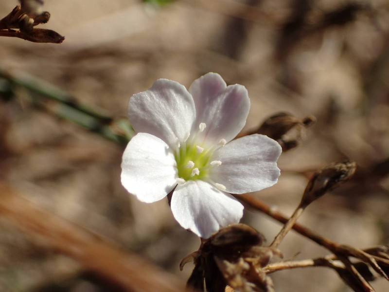 Petrorhagia saxifraga subsp. gasparrinii photo 3