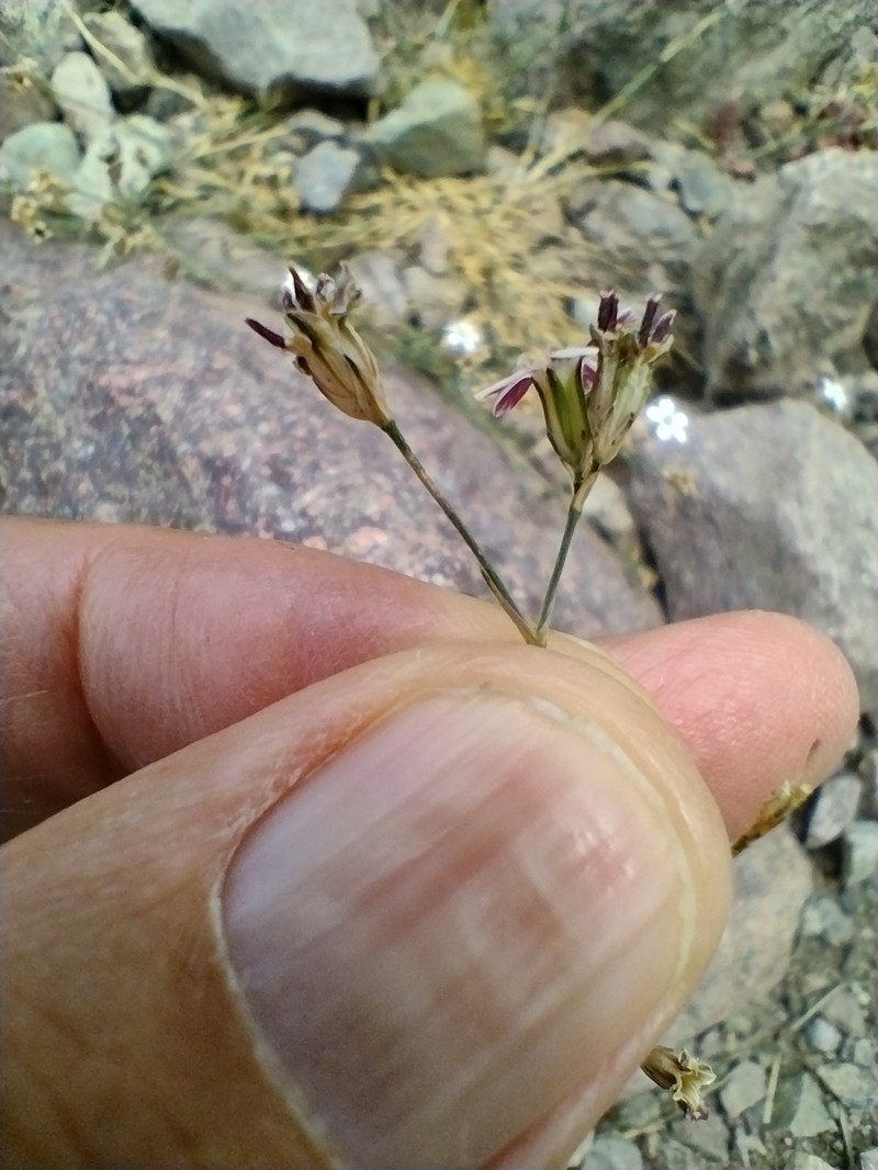 Petrorhagia saxifraga subsp. gasparrinii photo 4