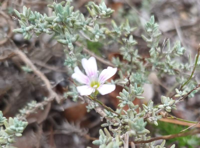 Petrorhagia saxifraga subsp. saxifraga