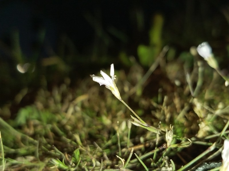 Petrorhagia saxifraga subsp. saxifraga photo 2