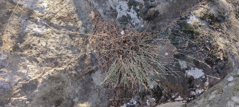 Petrorhagia saxifraga subsp. saxifraga photo 3