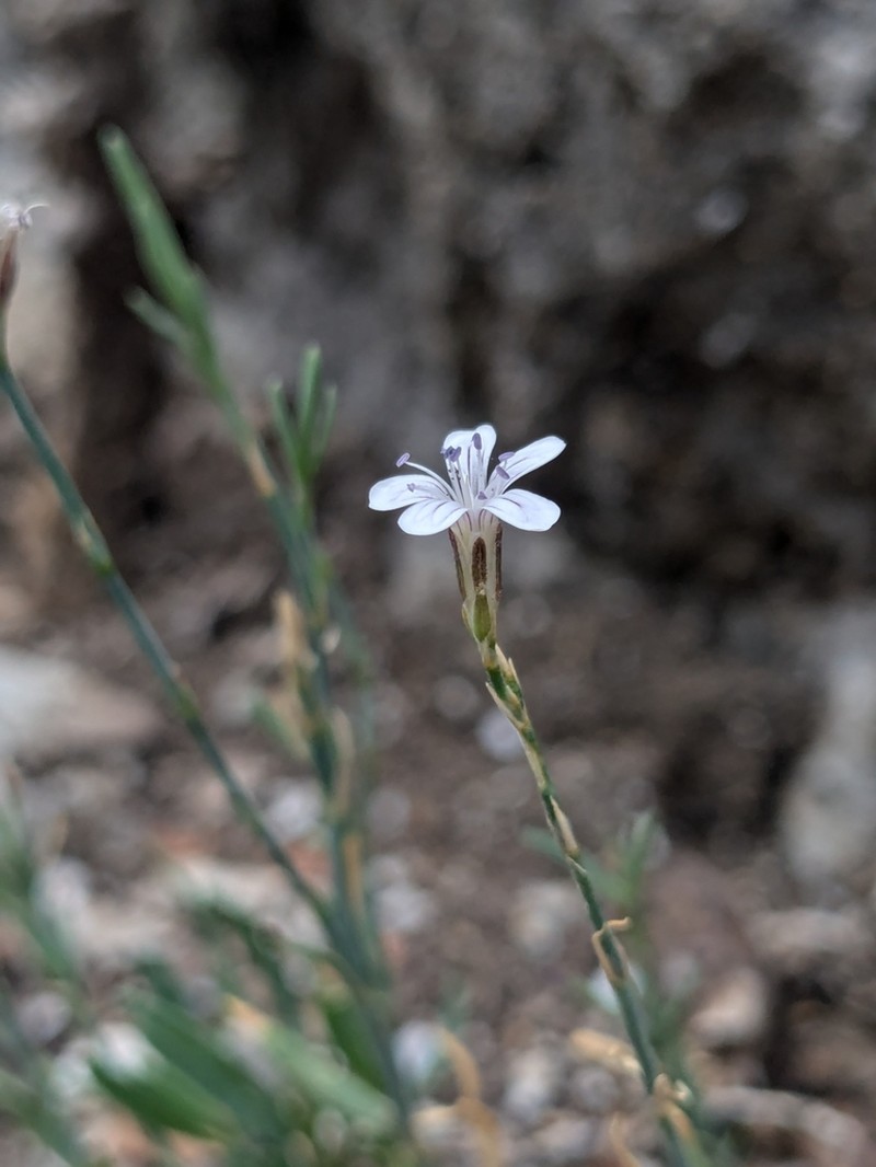 Petrorhagia thessala