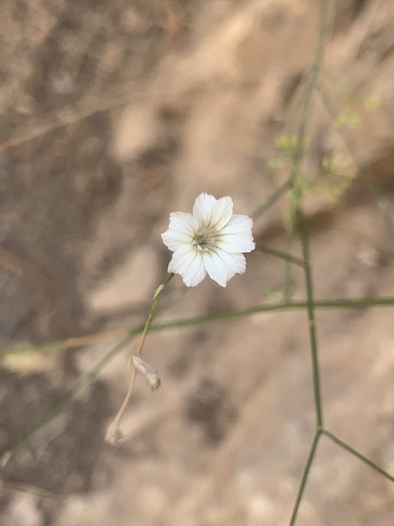Petrorhagia wheeler-hainesii