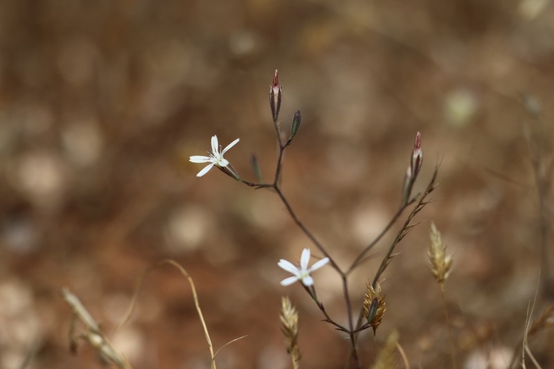 Petrorhagia zoharyana