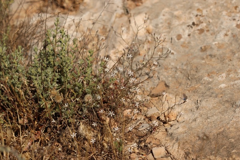 Petrorhagia zoharyana photo 2