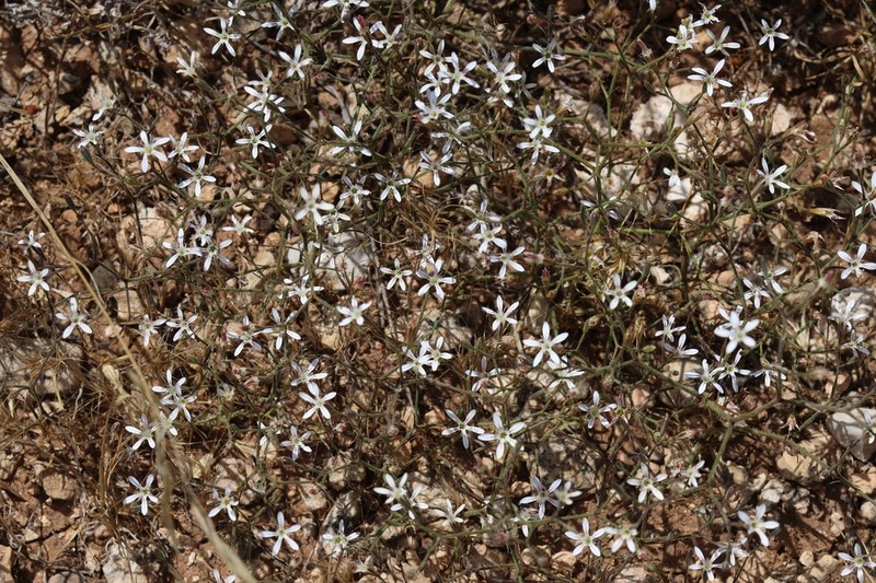 Petrorhagia zoharyana photo 3
