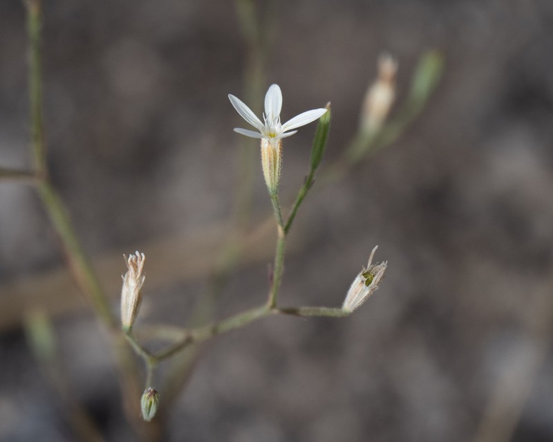 Petrorhagia zoharyana photo 4