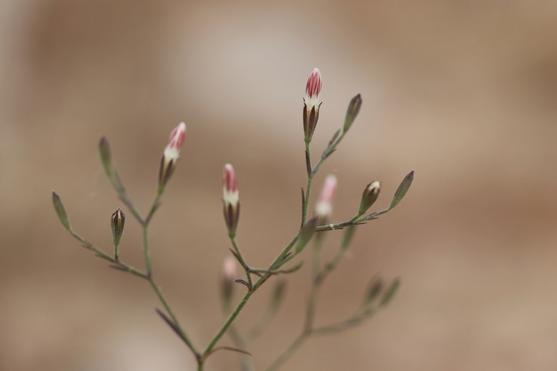 Petrorhagia zoharyana photo 5
