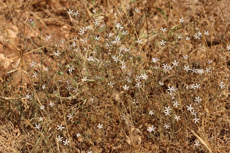 Petrorhagia zoharyana photo 6