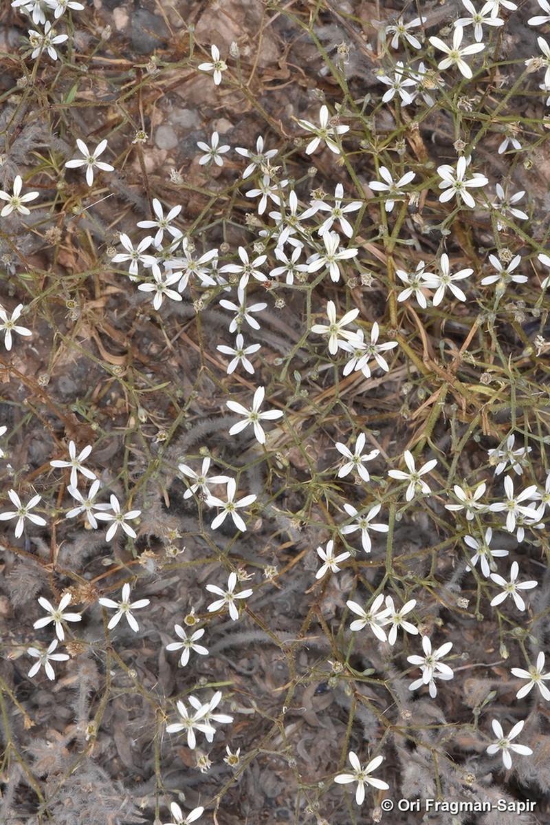 Petrorhagia zoharyana photo 7