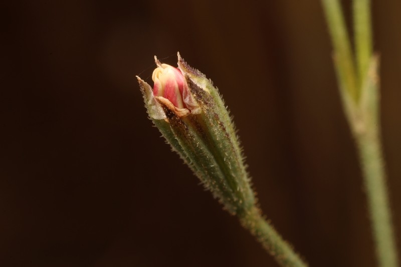 Petrorhagia zoharyana photo 8