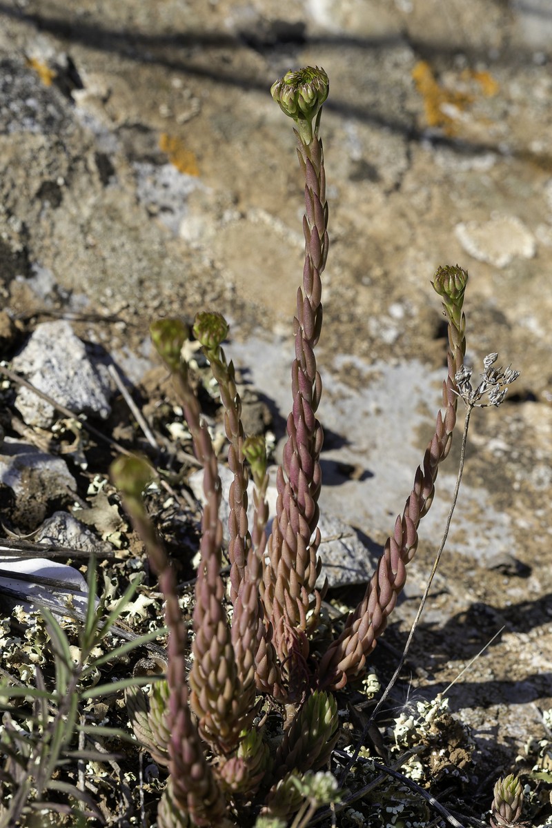 Petrosedum albescens