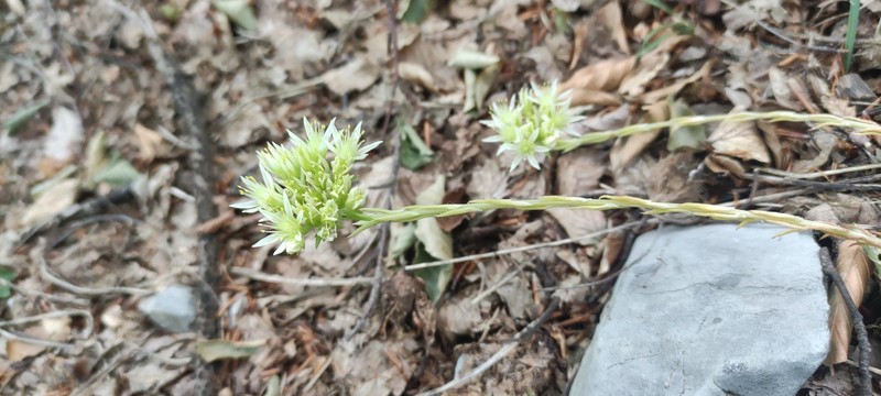 Petrosedum albescens photo 2