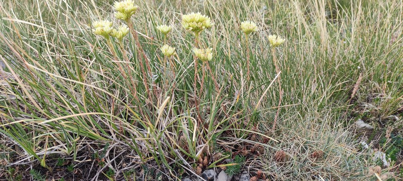 Petrosedum albescens photo 3