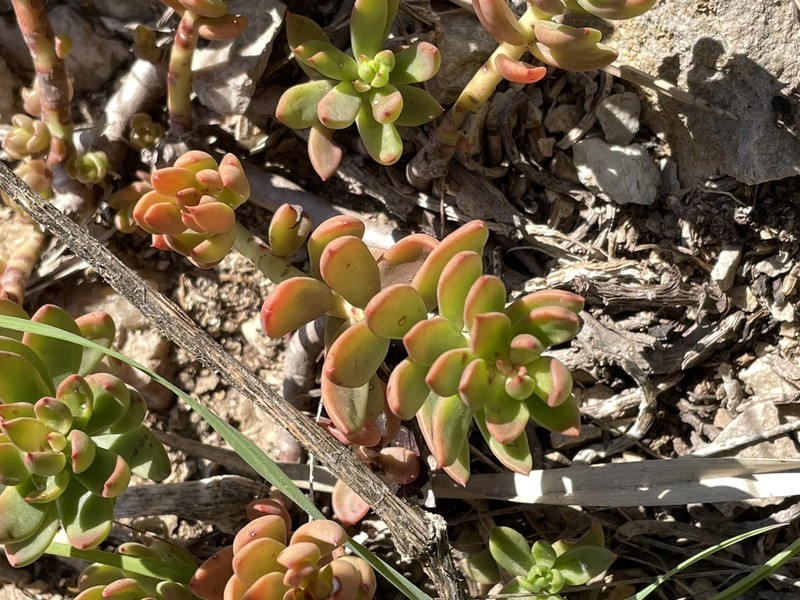 Petrosedum dianium