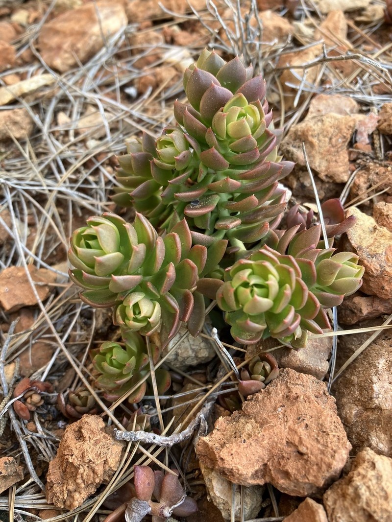 Petrosedum dianium photo 2