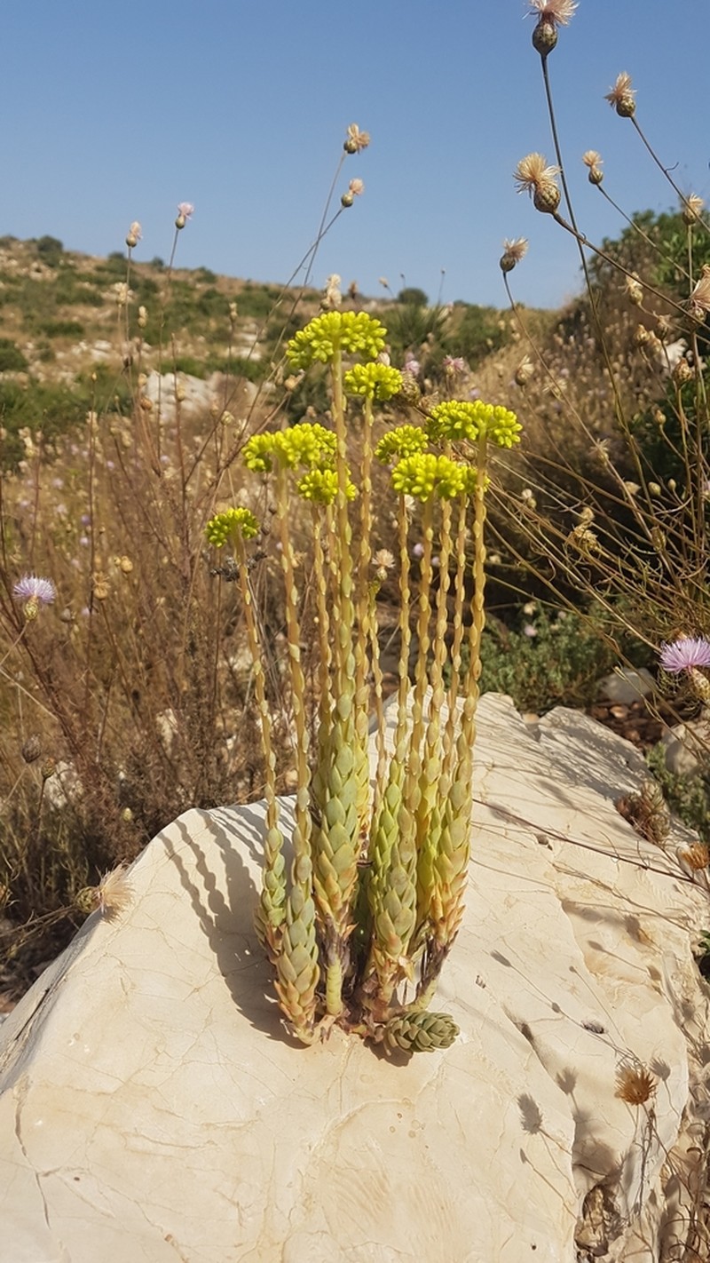 Petrosedum dianium photo 3