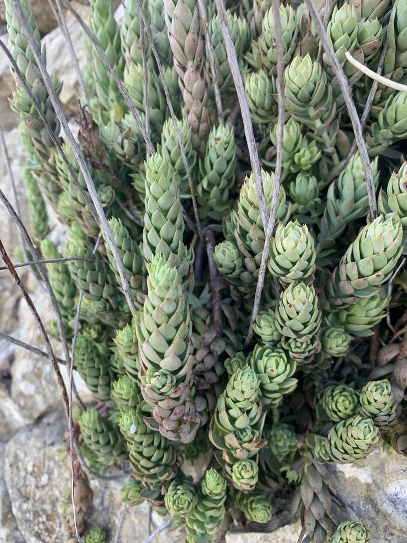 Petrosedum dianium photo 4