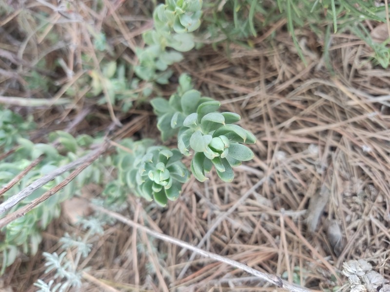 Petrosedum dianium photo 5