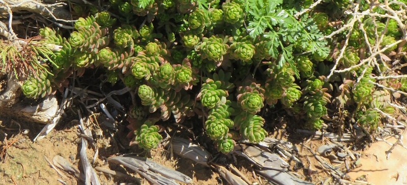 Petrosedum dianium photo 6