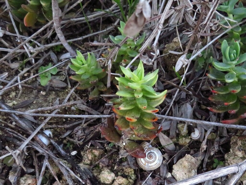 Petrosedum dianium photo 7