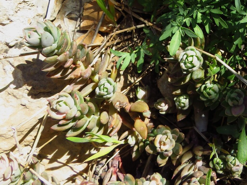 Petrosedum dianium photo 8
