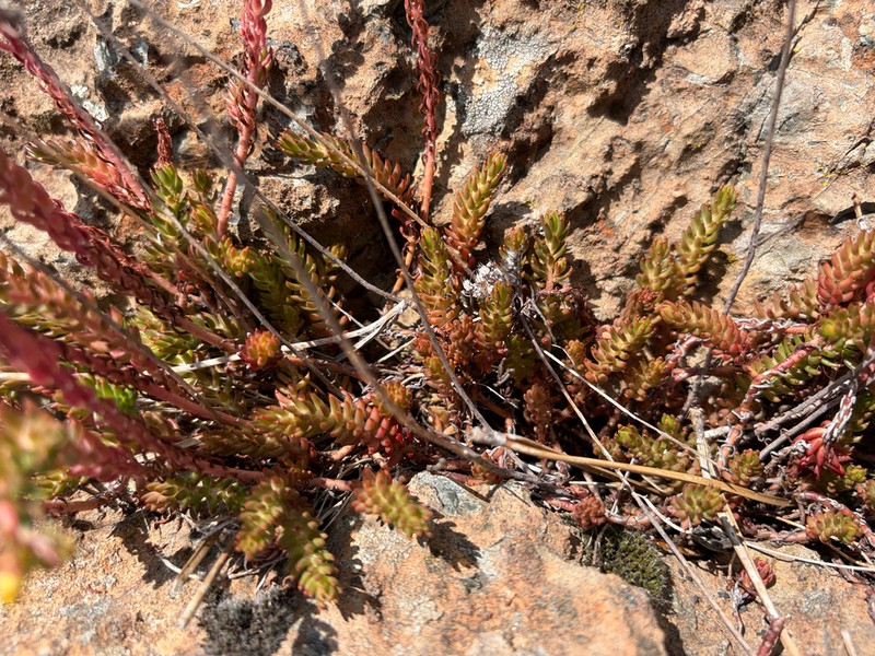 Petrosedum monteferraticum