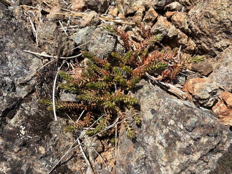 Petrosedum monteferraticum photo 2