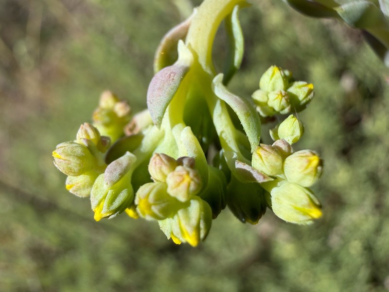 Petrosedum monteferraticum photo 3