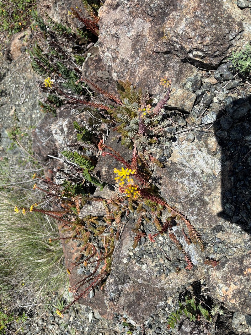 Petrosedum monteferraticum photo 4