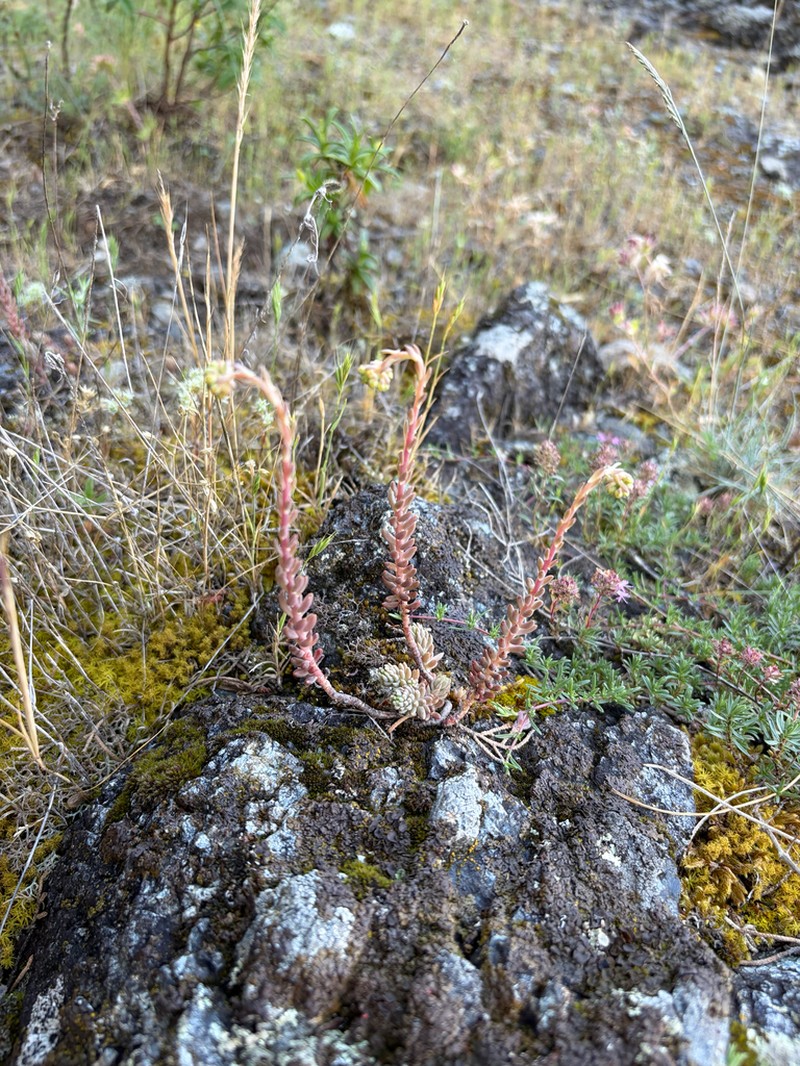 Petrosedum monteferraticum photo 5