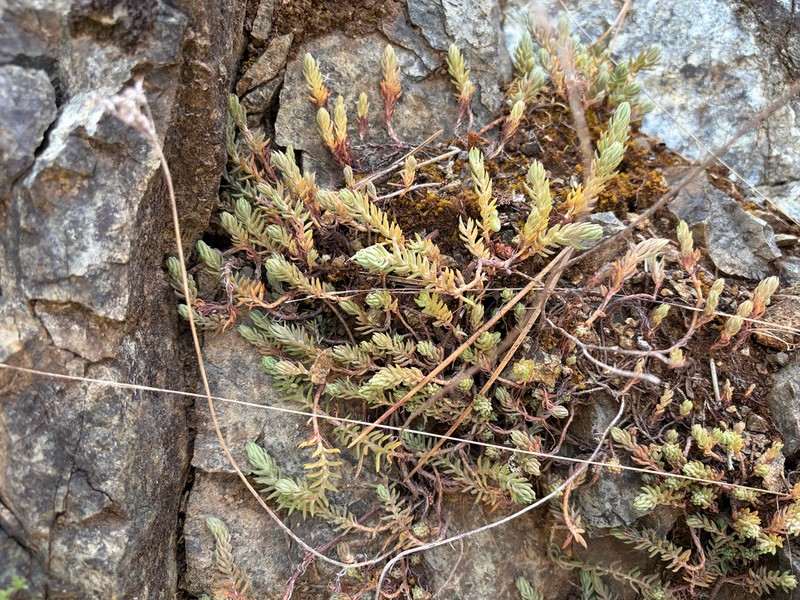 Petrosedum monteferraticum photo 6